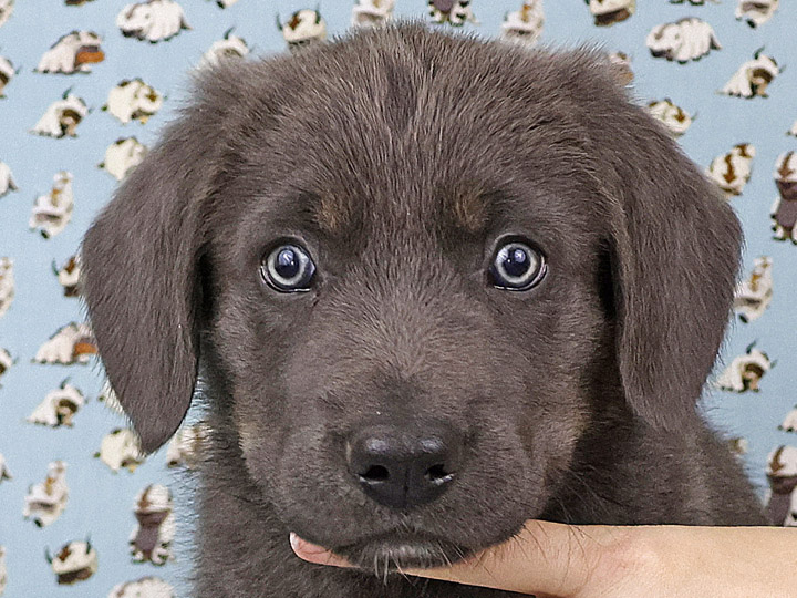 chinook puppy